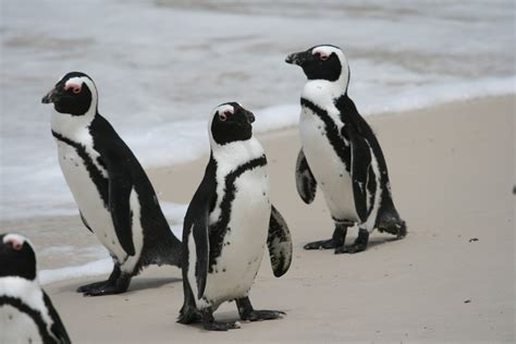 Marie´s travel diary: South African penguins in pictures