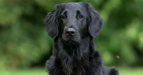 The Truth About Black Golden Retrievers (According To Science) – Golden ...