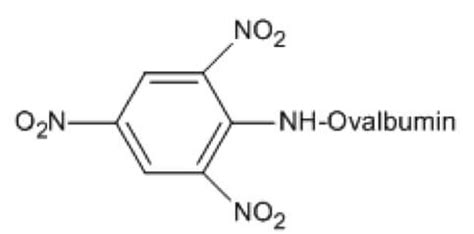 TNP-OVAL (Ovalbumin) | Santa Cruz Biotech