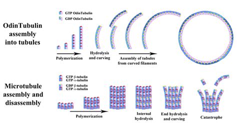 Comparison of OdinTubulin asse [IMAGE] | EurekAlert! Science News Releases