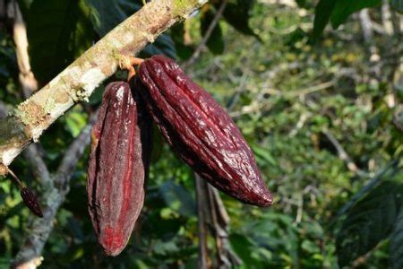 Nature-Based Solutions Initiative | Cocoa Agroforestry in Sierra Leone