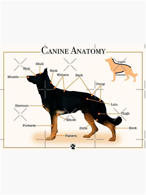 "Canine Anatomy" Poster for Sale by 2woofs-1meow | Redbubble