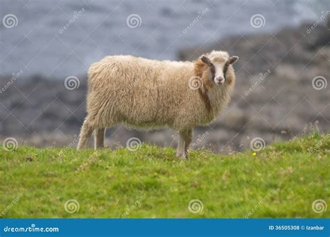 Female white ram sheep stock photo. Image of agriculture - 36505308