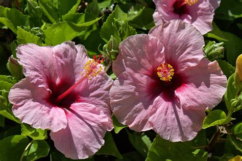 Hibiscus, Maui | Maui hawaii vacation, Hawaii vacation, Flowers