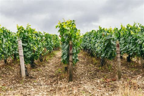 Grape fields in France stock photo. Image of growth - 122496752