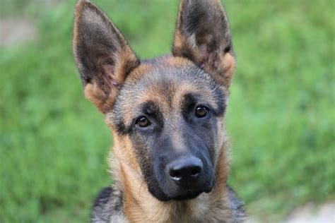 German Shepherd Ear Infection - Allgshepherds