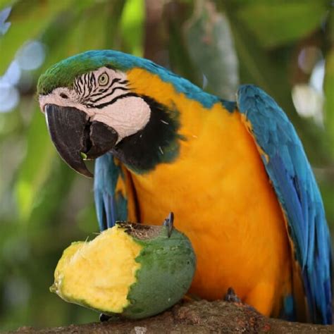 Do I Give My Blue & Gold Macaw More Pellets or Seed? - Windy City Parrot