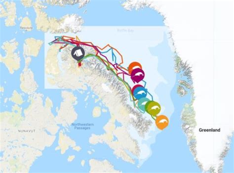 Baffin Island's Wildlife Hub: Lancaster Sound | Arctic Kingdom