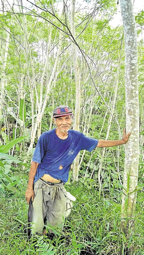 In Agusan del Sur tree farms, a wait is worth millions | Inquirer News