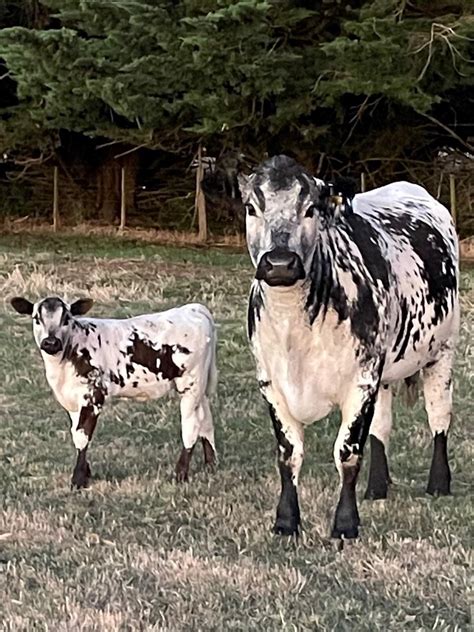 How Speckle Park Cattle Are Different Than Other Cattle in Victoria, Australia? by Temple Mount ...