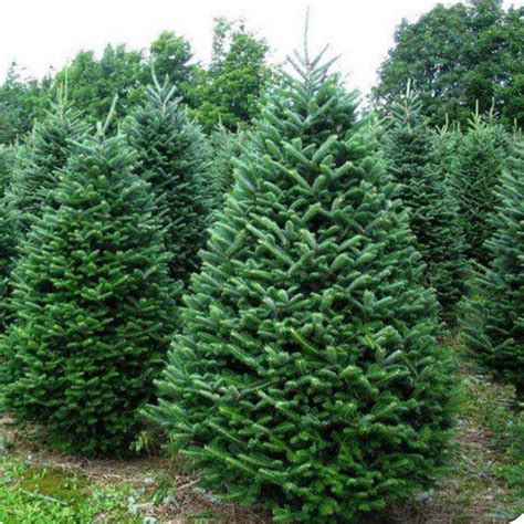 Balsam Fir Christmas Tree – Christmas Delivered