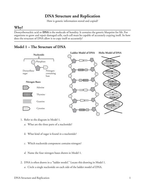 Dna Structure And Replication Worksheet : 31 Dna Worksheet Structure Of Dna And Replication ...