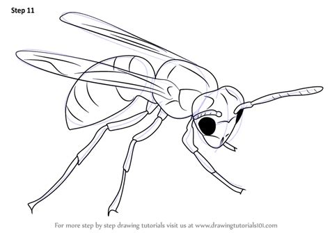 Learn How to Draw a Hornet (Insects) Step by Step : Drawing Tutorials