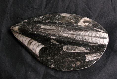 Paleontology 3.5" Silurian Period Orthoceras Fossil Fossus Paleozoic ...