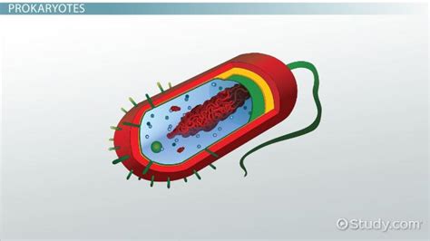 Prokaryotic Definition