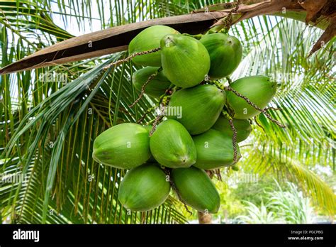 Coconut tree fruit hi-res stock photography and images - Alamy