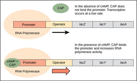 Difference Between Promoter and Operator | Compare the Difference ...