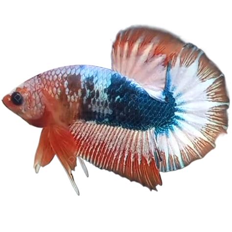 Fancy Betta Fish, Betta Fish, Fish, Betta PNG Transparent Clipart Image and PSD File for Free ...