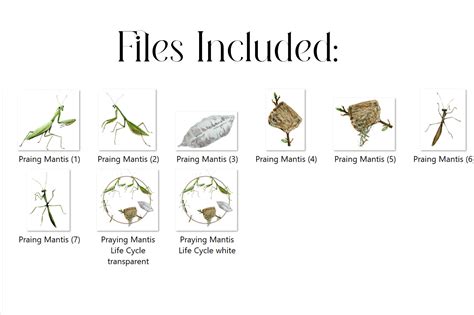 Praying Mantis Life Cycle Diagram For Kids