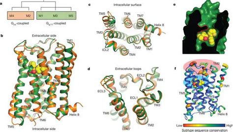 5 Types of Muscarinic Receptors with Functions, Agonists & Antagonists