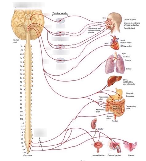 Parasympathetic Ganglia Diagram | Quizlet