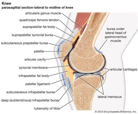 Hinge joint | anatomy | Britannica