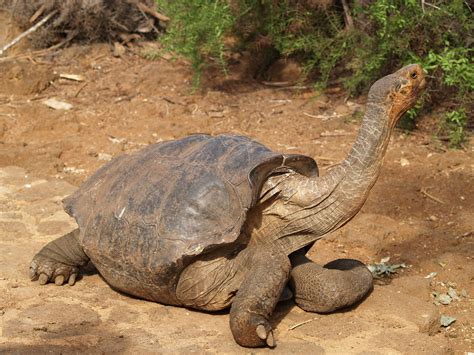 Giant Saddleback Tortoise | harriskeir | Flickr