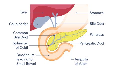 Pancreatic Exocrine Insufficiency (PEI) and Pancreatic Enzyme ...