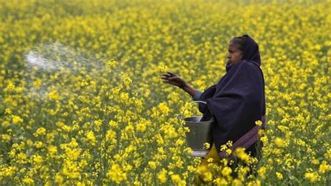 Take considered view on allowing GM mustard crop: SC to govt - india news - Hindustan Times