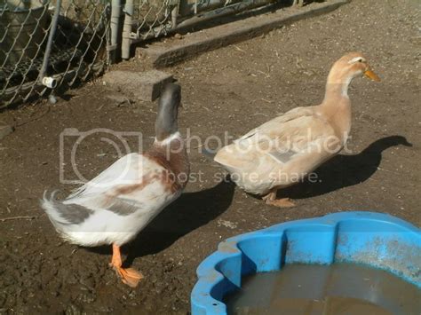 Selling 6+ pure Saxony duck hatching eggs (Pictures added) in Buy/Sell Forum