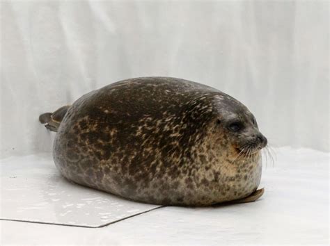 Osaka Aquarium's famous chubby seal is now a pillow you can squish ...