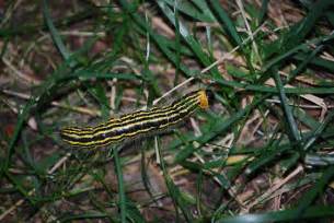 Black and Yellow Striped Caterpillar - Datana - BugGuide.Net