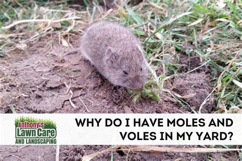 Why Your Yard Has Moles | Anthonys Lawn Care & Landscaping