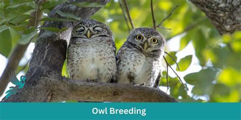 Whoo's in Love? Owl Breeding and Reproduction - Birds & Wetlands