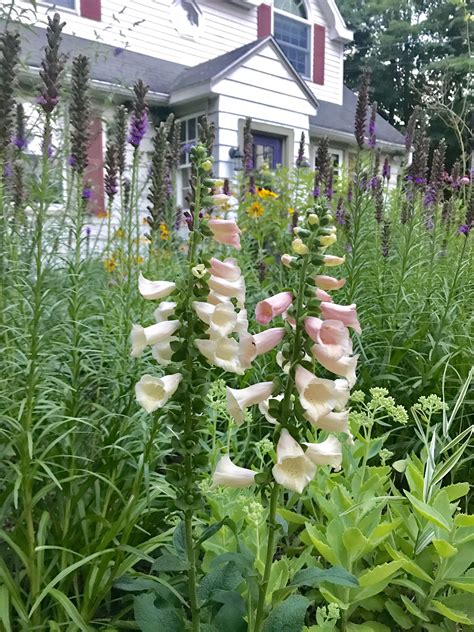 Foxglove 💕 Favorite Pastime, Foxglove, Enjoyment, In This Moment, Seasons, Places, Garden ...