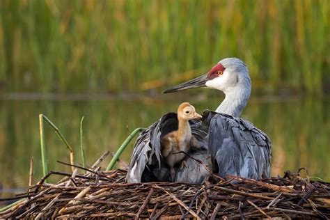 Prime bird areas in the Great Lakes lack protection - The Wildlife Society