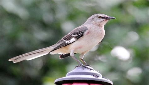 Florida Backyard Birds: 20 Common Species To Check Out - BirdingHub