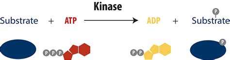 How Does a Biochemical Kinase Assay Work? - BellBrook Labs