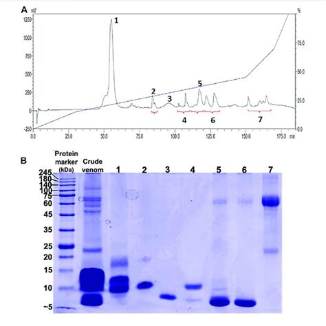 | Immunoreactivity of Philippine Cobra Antivenom (PCAV) toward the ...