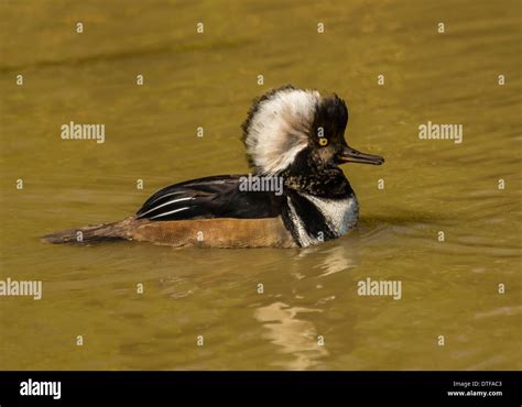 Hooded Merganser Duck Stock Photo - Alamy