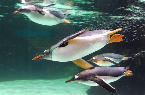 Gentoo penguins are the fastest underwater swimming bird in the world (213946) | News.lt