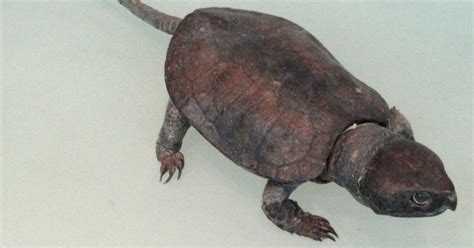 Big Headed Turtle (Platysternon Megacephalum) - All Turtles