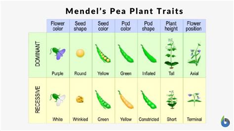 Traits - Definition and Examples - Biology Online Dictionary