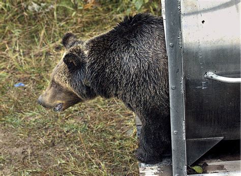 Montana advances grizzly bear plans that could allow hunting - MyNorthwest.com