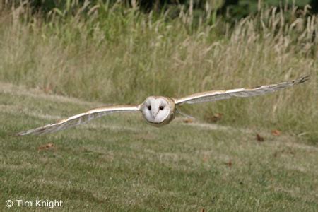 Barn Owl Facts - NatureMapping