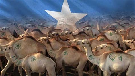 Somalia to export live camels to M’sia soon | FMT