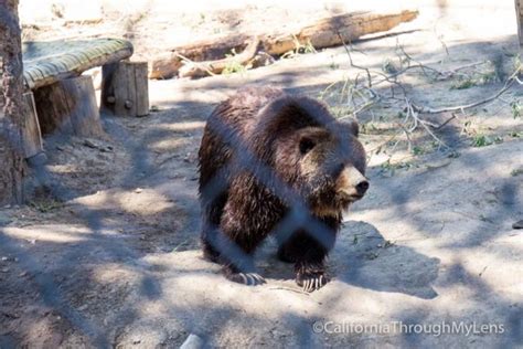 Big Bear Alpine Zoo: An Animal Rehibilitation Center in Moonridge ...