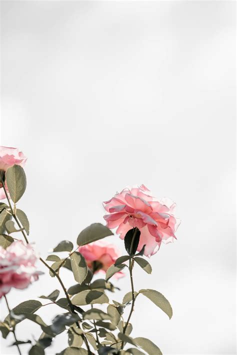 Rose Baby Pink Rose Wallpaper Photo Gallery