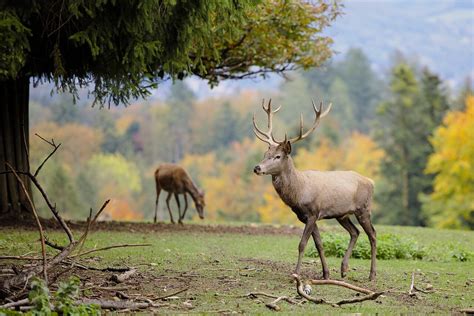 How Do Deer Survive Winter? — Forest Wildlife