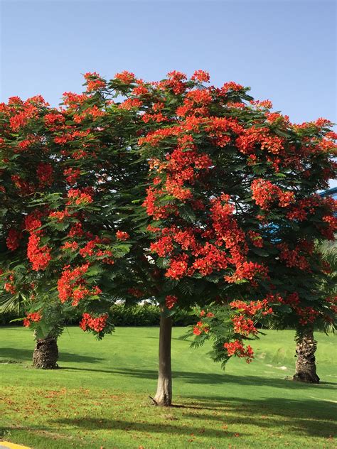 Gulmohar Tree | ashstylegourmet's Blog